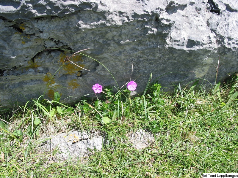 IMG_3271_s.jpg